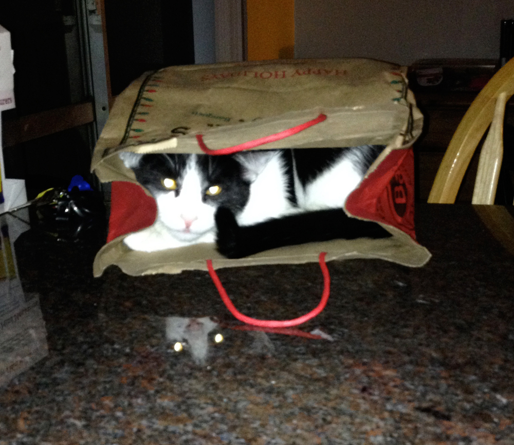 Kitten in a paper bag